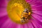 Pollen Pouches